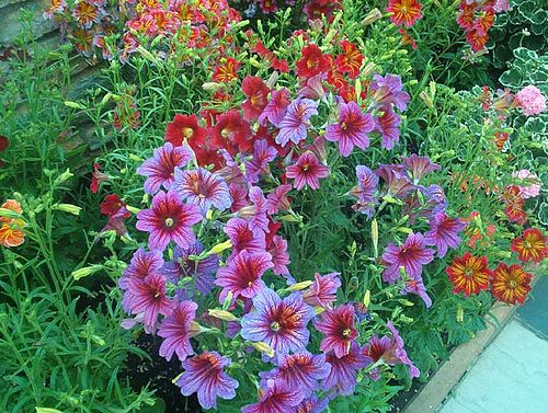 Salpiglossis sinuata